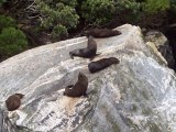 Seals having a sunbake