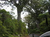 Passing the magic Kauri Forest