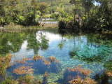 En titt på Världens klaraste vatten i Waikoropupu Springs