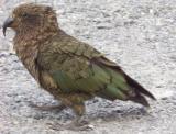 Alpine Parrot -Kea- tried to eat the tassles off my saddlebags. Cheeky bastards